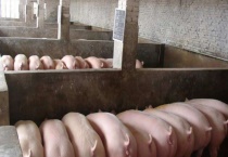 母猪要怎么饲养