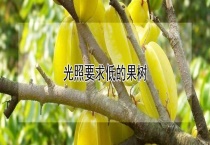 光照要求低的果树