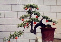 金弹子掉花是什么原因？