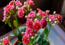 适合过年养的花