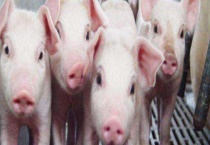 仔猪副伤寒的症状和治疗多久？