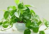 没有暖气绿萝怎么过冬