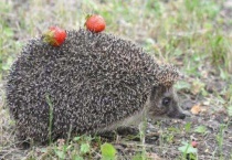 刺猬是保护动物吗？