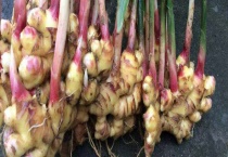 阳台姜的种植多久？