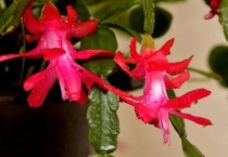 蟹爪兰掉叶片怎么解救