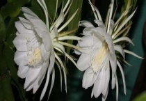 火龙果花和昙花有什么不同 从科属、外形特征上来区分