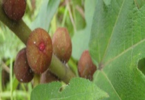 五指毛桃又叫什么 种植多久可以采收