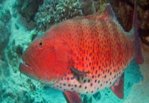 东星斑多少钱一斤 东星斑如何养殖