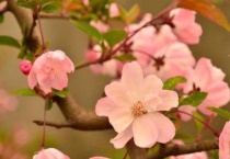 海棠为什么不能用深盆