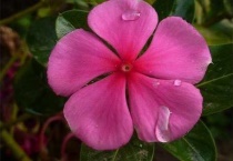 五叶梅和长春花的区别？