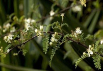 小石积下山桩冬季能栽吗？