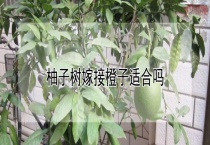柚子树嫁接橙子适合吗？