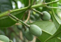 牛矢果是不是桂花