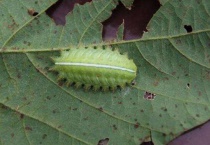 羊辣子是什么？