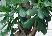 玉树可以淋雨吗？