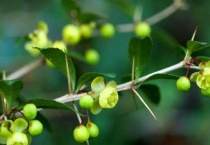 茎刺和叶刺如何区分