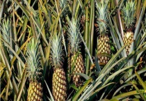 菠萝长在哪里 长在地上还是树上 有哪些品种