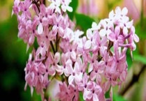 丁香为什么又叫丁香结