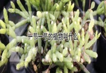 一节一节的植物叫什么？