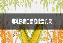哺乳仔猪口蹄疫能活几天