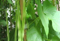 豆角传播种子靠什么 附豆角种子的价格