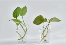 新房子放绿萝叶子黄