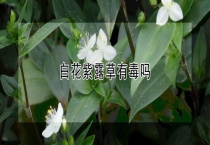 白花紫露草有毒吗？