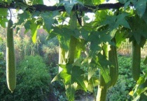 丝瓜为什么不开花不结果