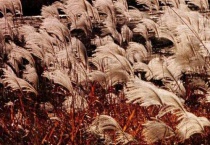 卧荻花是什么？