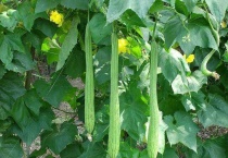 几月开始种丝瓜