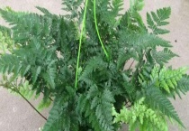 狼尾蕨一年四季都可以扦插吗？