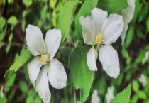 宿迁小白花和蔷薇区别？