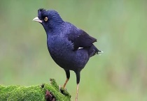 八哥和乌鸦的区别？ 科属、形态、习性和食性均有区别？