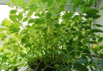 玻璃翠叶子发黄脱落的原因？