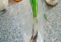 饮料瓶水培大葱的多久？