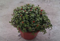 金枝玉叶扦插怎么做？