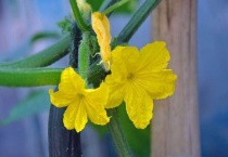 黄瓜花是单性花还是两性花