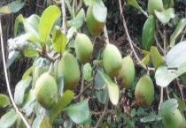 薜荔果生吃可以吗 有哪些吃法