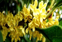 桂花什么时候开花 桂花不开花怎么办？