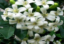 九里香和黄杨的区别？