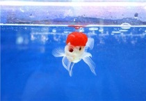 金鱼有哪些品种