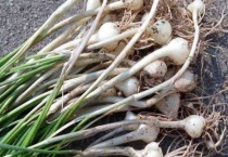 藠头是什么植物