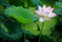 荷花跟荷叶是什么关系