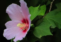 木槿花水大了打蔫怎么办？