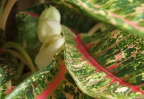 什么是彩叶粗肋草