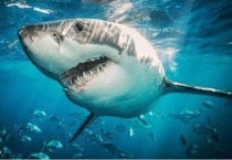 鲨鱼睡觉是怎么睡的