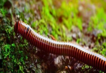 马陆和蜈蚣的区别？ 马陆和蜈蚣吃什么食物