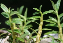 铁皮石斛冬天怎么过冬