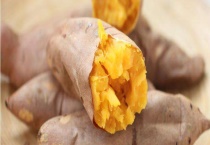 红薯成熟的季节