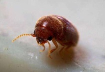 烟草虫的虫源一般在哪